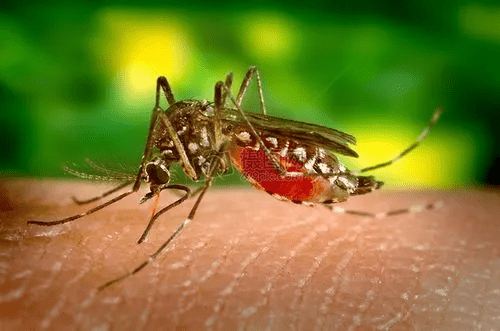 蚊虫叮咬快速止痒,如何避免被蚊虫叮咬,蚊虫叮咬该怎么办