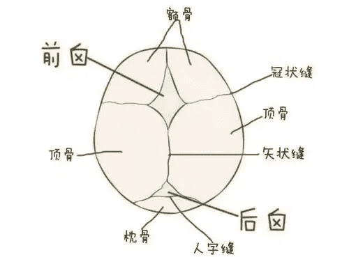 囟门正常闭合时间,如何判断囟门提前或推迟闭合